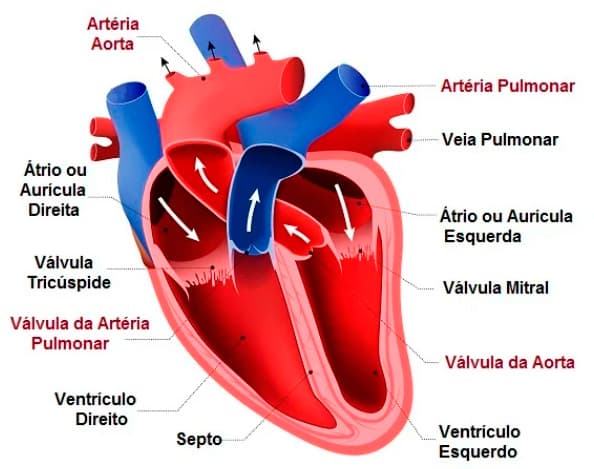 curso-especializacao-em-cardiologia